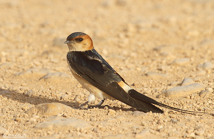    Red-rumped Swallow Hirundo daurica    Eilat 19-03-12. Lior Kislev              